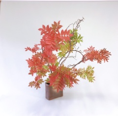 7���̂����΂�