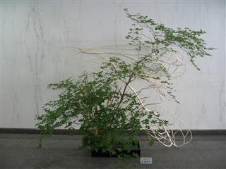 ���r�[�̉ԁi2011�N7���j