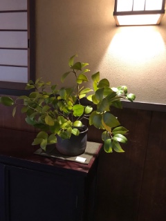 2018�N3�� ���s�G�ہ@������Ɂ@��ƃR���{�W